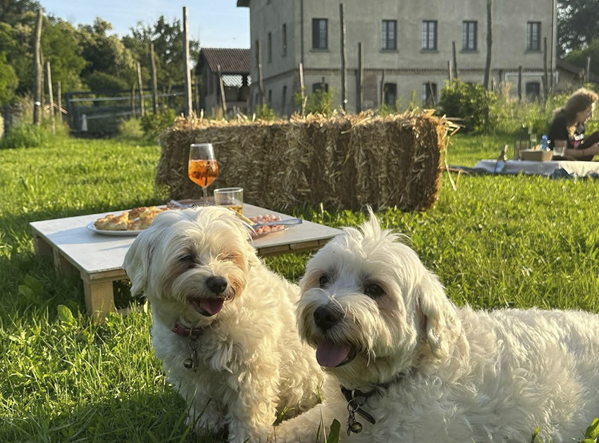 Agriturismo brusignone_0009_cani