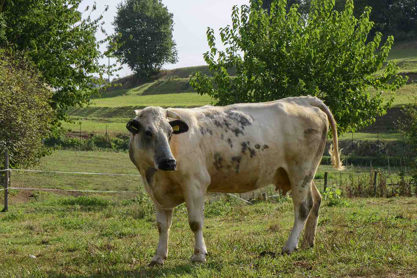 fattoria (10)