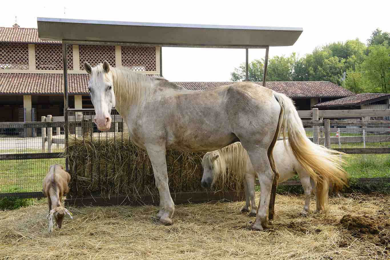 fattoria (12)