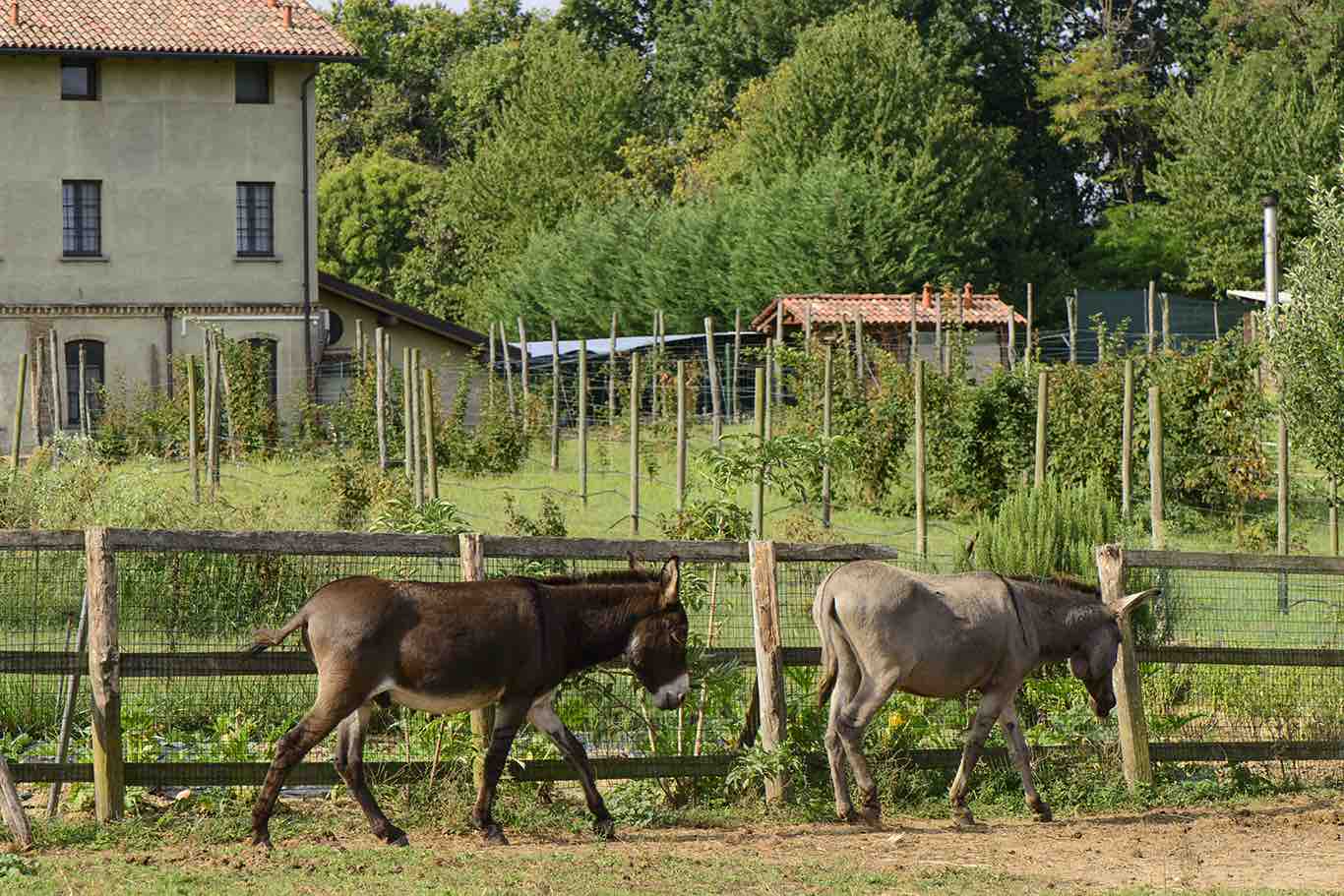 fattoria (9)