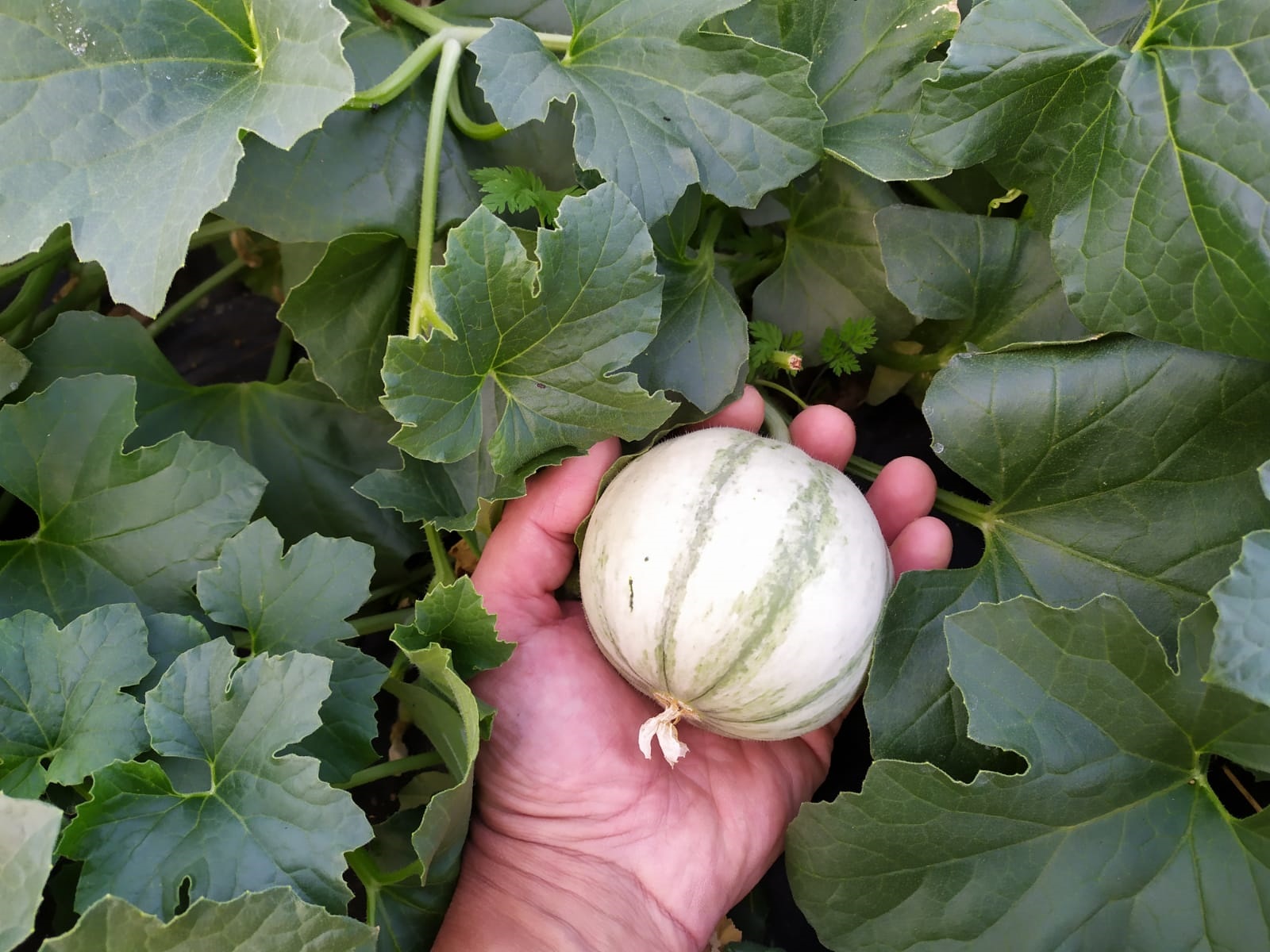 melone liscio